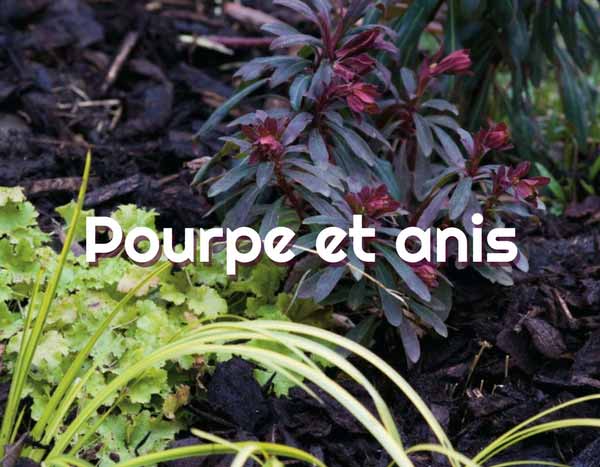 Inspiration Pourpre et Anis