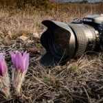 De l'intérêt de photographier son jardin