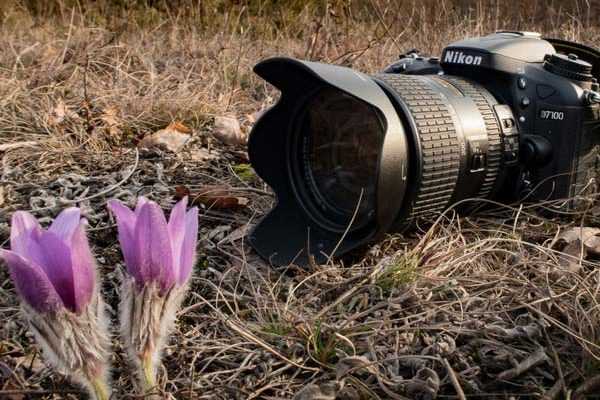 De l'intérêt de photographier son jardin