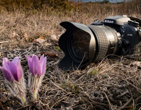 De l'intérêt de photographier son jardin