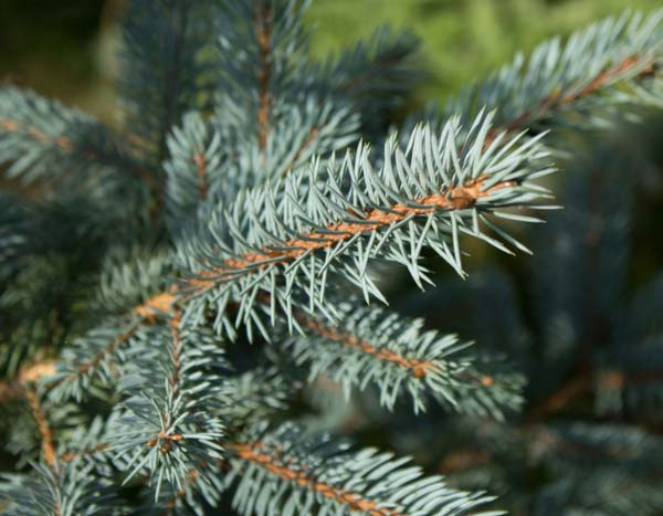 Que faire de son sapin de Noël après les Fêtes ?