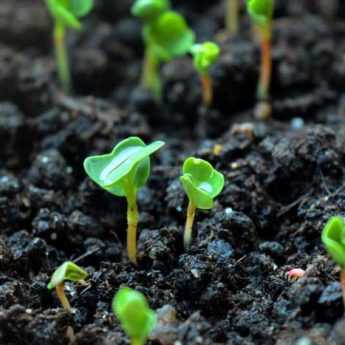 Légumes : Graines bio, hybrides F1 ou semences classiques… Que choisir ?