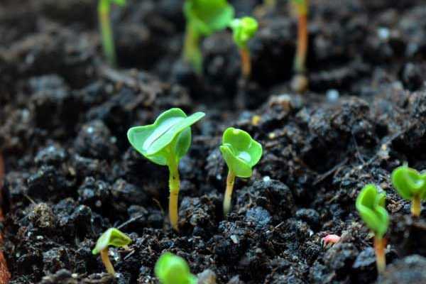 Légumes : Graines bio, hybrides F1 ou semences classiques… Que choisir ?
