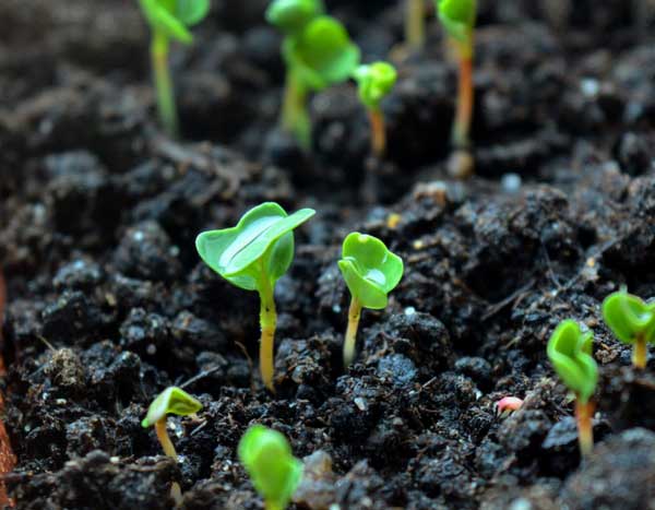 Légumes : Graines bio, hybrides F1 ou semences classiques… Que choisir ?