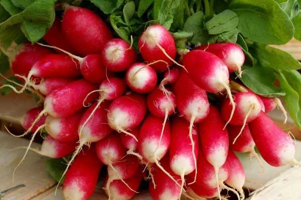 10 radis de printemps et d'été, à semer presque toute l'année