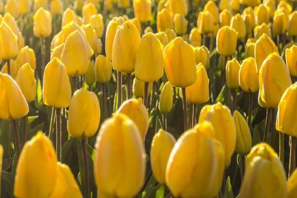 Comment rater ses tulipes en 5 leçons