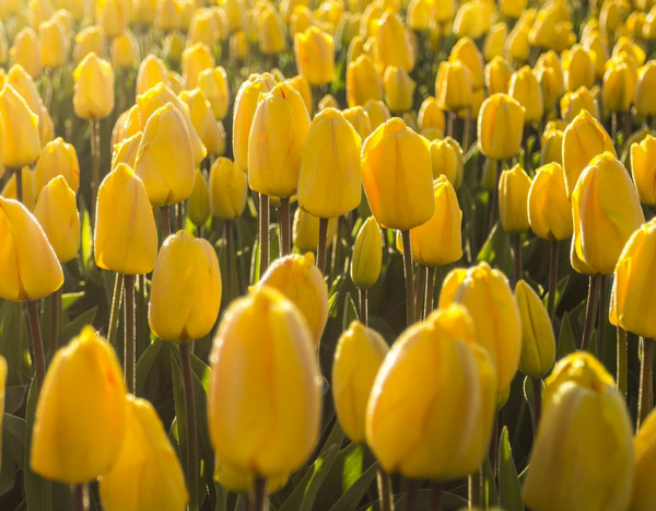 Planter des tulipes : quand, comment, dans quel sol ?