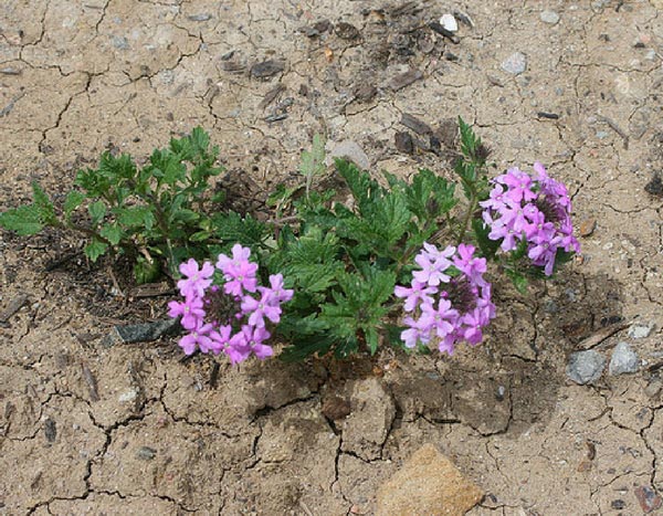 Créer un beau parterre de fleurs ou massif de vivace en 7 étapes simples