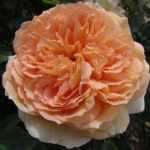 Bathsheba, un rosier anglais grimpant à l'esthétique originale et raffinée