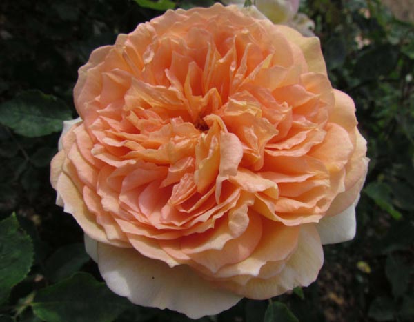 Bathsheba, un rosier anglais grimpant à l'esthétique originale et raffinée