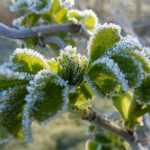 Les Saints de Glace : date, origine et conseils