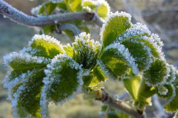 Les Saints de Glace : date, origine et conseils