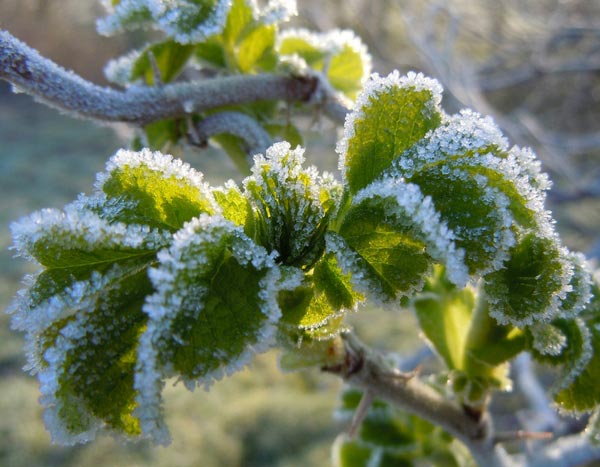 Les Saints de Glace : date, origine et conseils