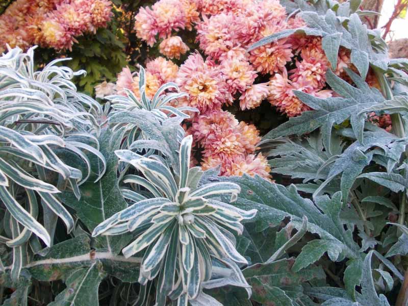 Scène hivernale dans mon jardin