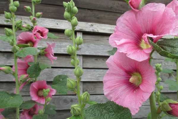 Semer les roses trémières, c'est maintenant !