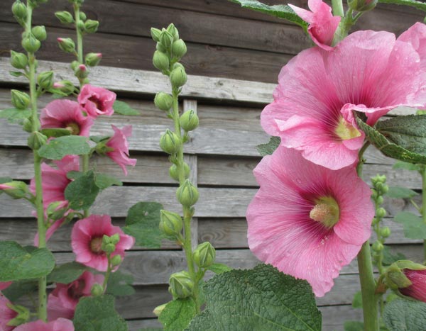 Semer les roses trémières, c'est maintenant !