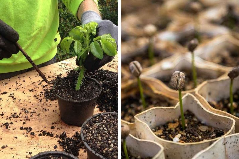 Ingrédients Pour Le Sol Des Plantes En Pot Maison Tourbe Terre Sable Perlite  Vermiculite Noix De Coco Un Mélange Pour Planter Des Plantes Dans Un Pot