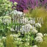 Que planter dans un sol calcaire ?