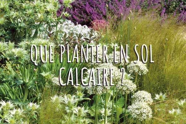 Que planter dans un sol calcaire ?