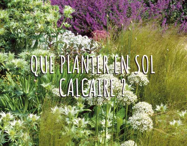 Que planter dans un sol calcaire ?