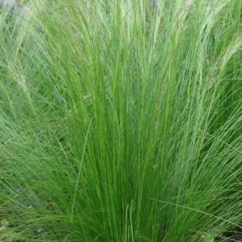 Graminées : les Cheveux d'Ange ou Stipa tenuifolia, on en fait quoi ?