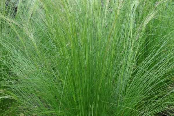 Graminées : les Cheveux d'Ange ou Stipa tenuifolia, on en fait quoi ?