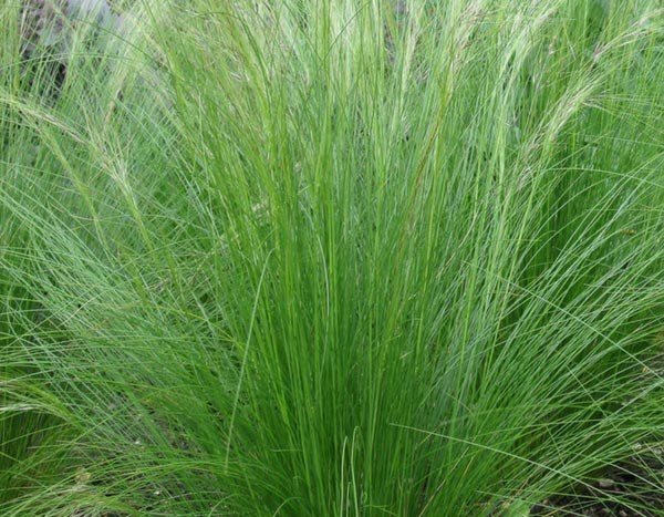 Graminées : les Cheveux d'Ange ou Stipa tenuifolia, on en fait quoi ?