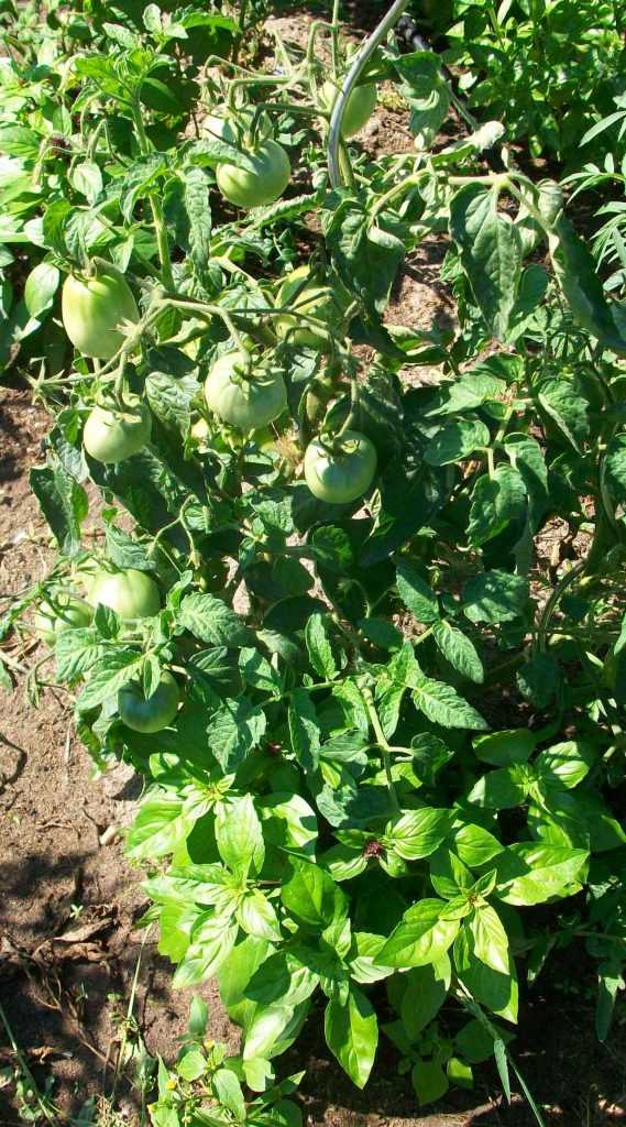 Foto der Kombination Basilikum - Tomate im Gemüsegarten
