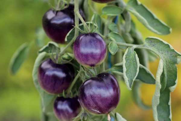 10 tomates rares ou originales qui épateront vos amis