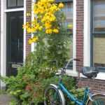 Aux Pays-Bas, l'art des trottoirs jardinés