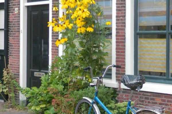 Aux Pays-Bas, l'art des trottoirs jardinés