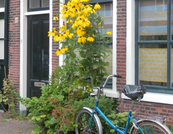 Aux Pays-Bas, l'art des trottoirs jardinés