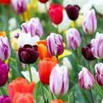 Tulipes : comment bien les choisir en 3 points ?