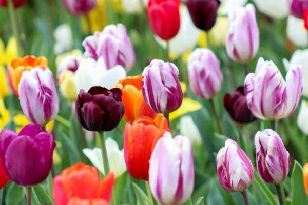 Tulipes : comment bien les choisir en 3 points ?
