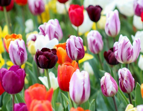 Tulipes : comment bien les choisir en 3 points ?
