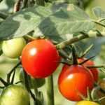 Tuteurer les tomates