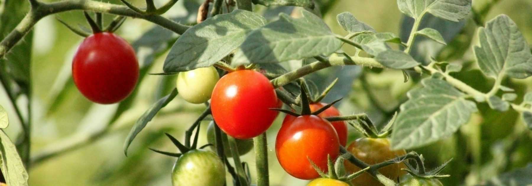 10 idées pour fabriquer un tuteur de jardin - Marie Claire