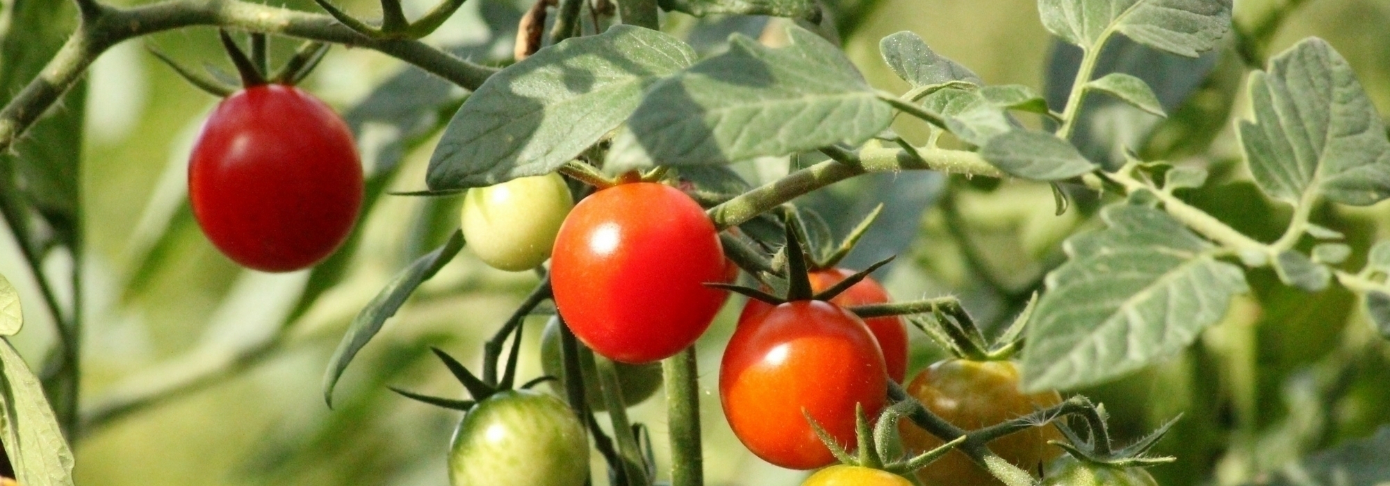 Tuteurer les tomates