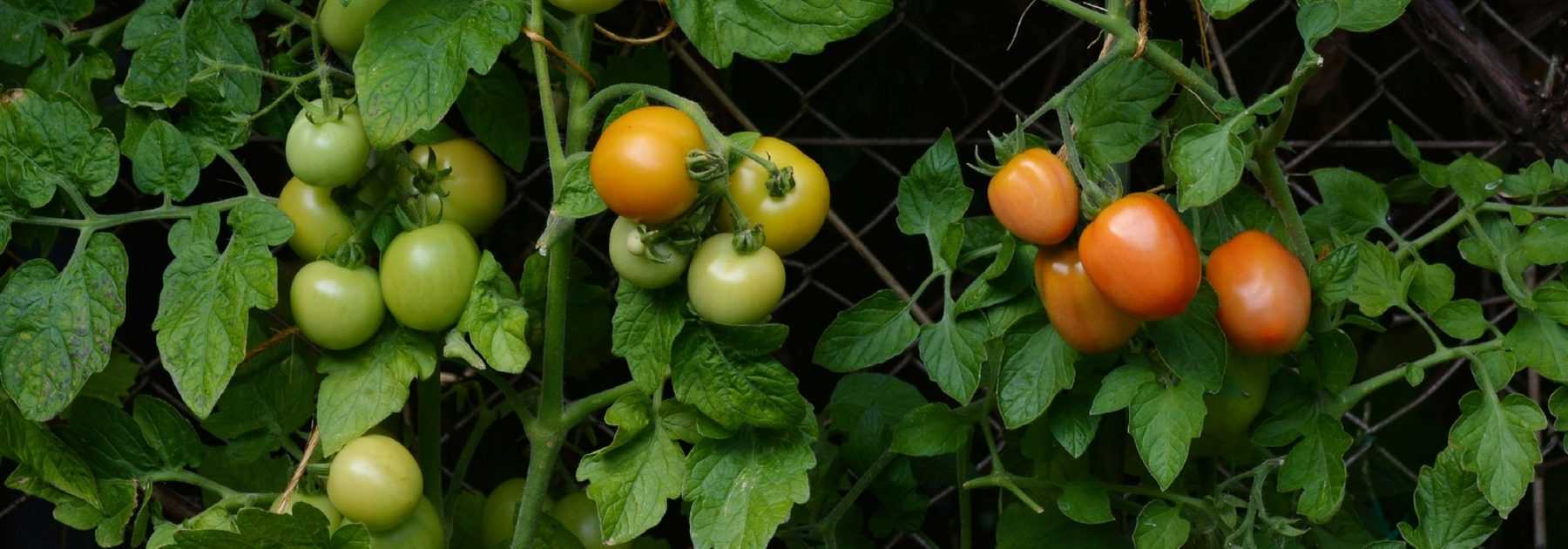 Tomates séchées maison · Patate & Cornichon