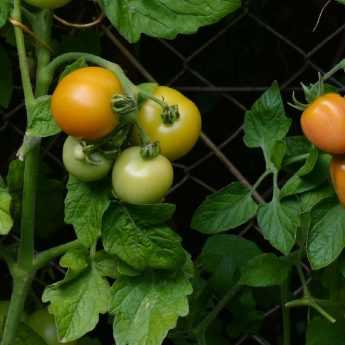 Construire une cage à tomates - Tutoriel