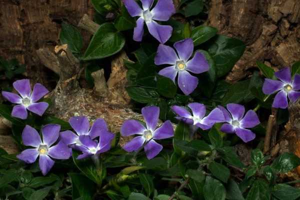 10 couvre-sols persistants qu'il faut avoir dans son jardin !