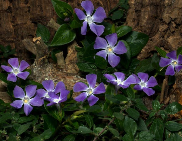 10 couvre-sols persistants qu'il faut avoir dans son jardin !