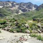 Le jardin botanique alpin du Lautaret