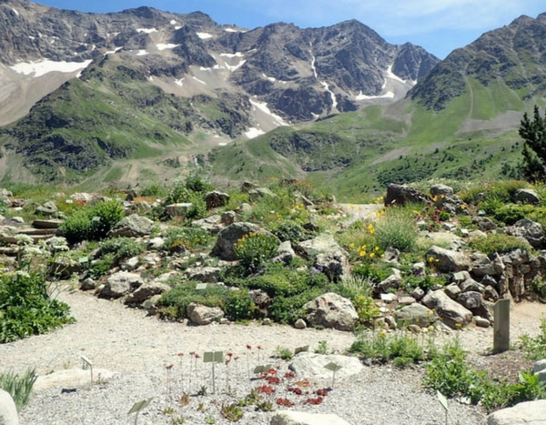 Le jardin botanique alpin du Lautaret