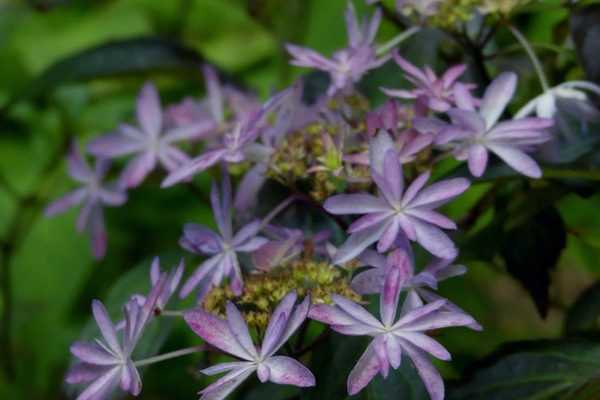 Le jardin Shamrock et sa collection d'hydrangéas