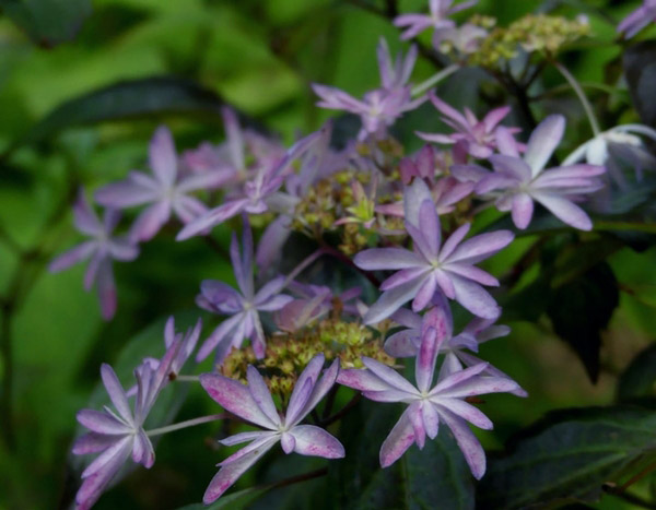 Le jardin Shamrock et sa collection d'hydrangéas