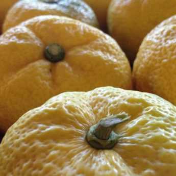 Le Yuzu : un citronnier japonais très recherché