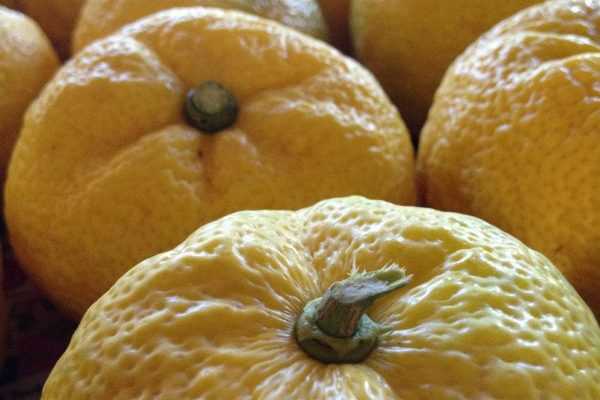 Le Yuzu : un citronnier japonais très recherché