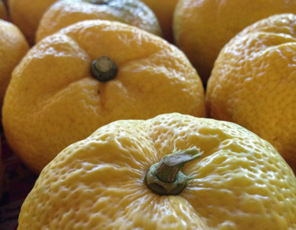 Le Yuzu : un citronnier japonais très recherché