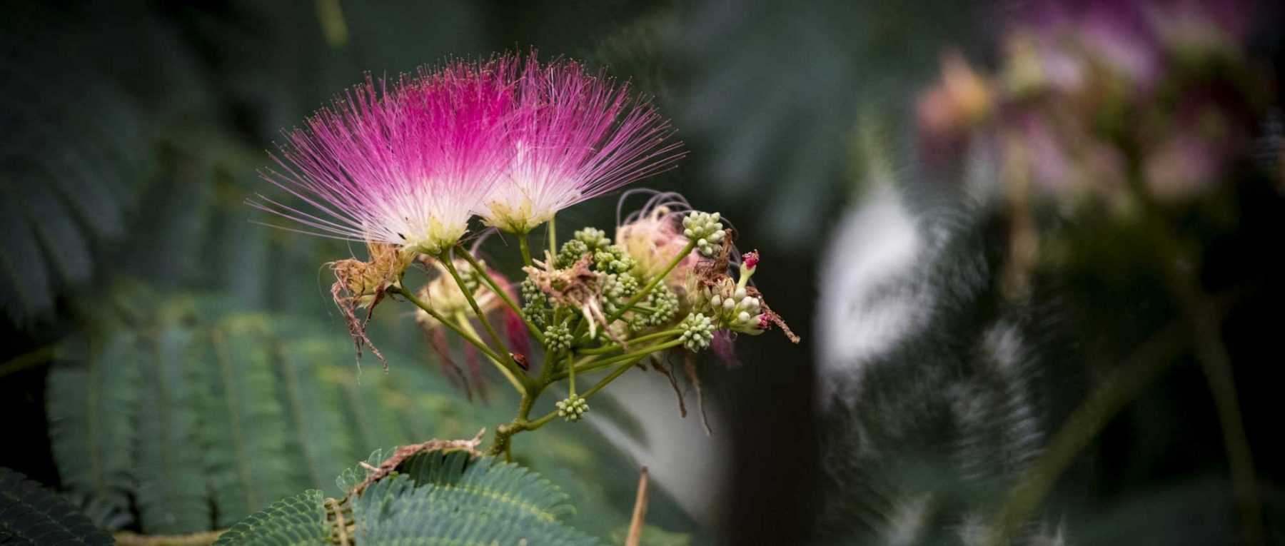 L'Albizia : planter, tailler et entretenir